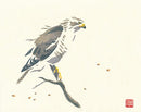 Buizerd - Catch Utrecht