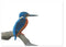 IJsvogel (originele tekening) - Catch Utrecht