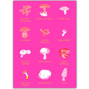 Paddestoelen - Catch Utrecht