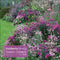 Tuinen - Gardens, Modeste Herwig - Maandkalender 2026 - Catch Utrecht