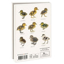 Kuikens, Elwin van der Kolk, Vogelbescherming - Catch Utrecht