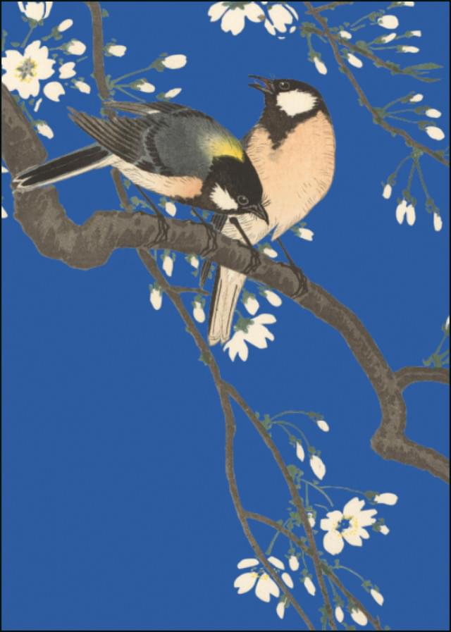 Tits on Cherry Branch, Ohara Koson, Collection Rijksmuseum Amsterdam - Catch Utrecht